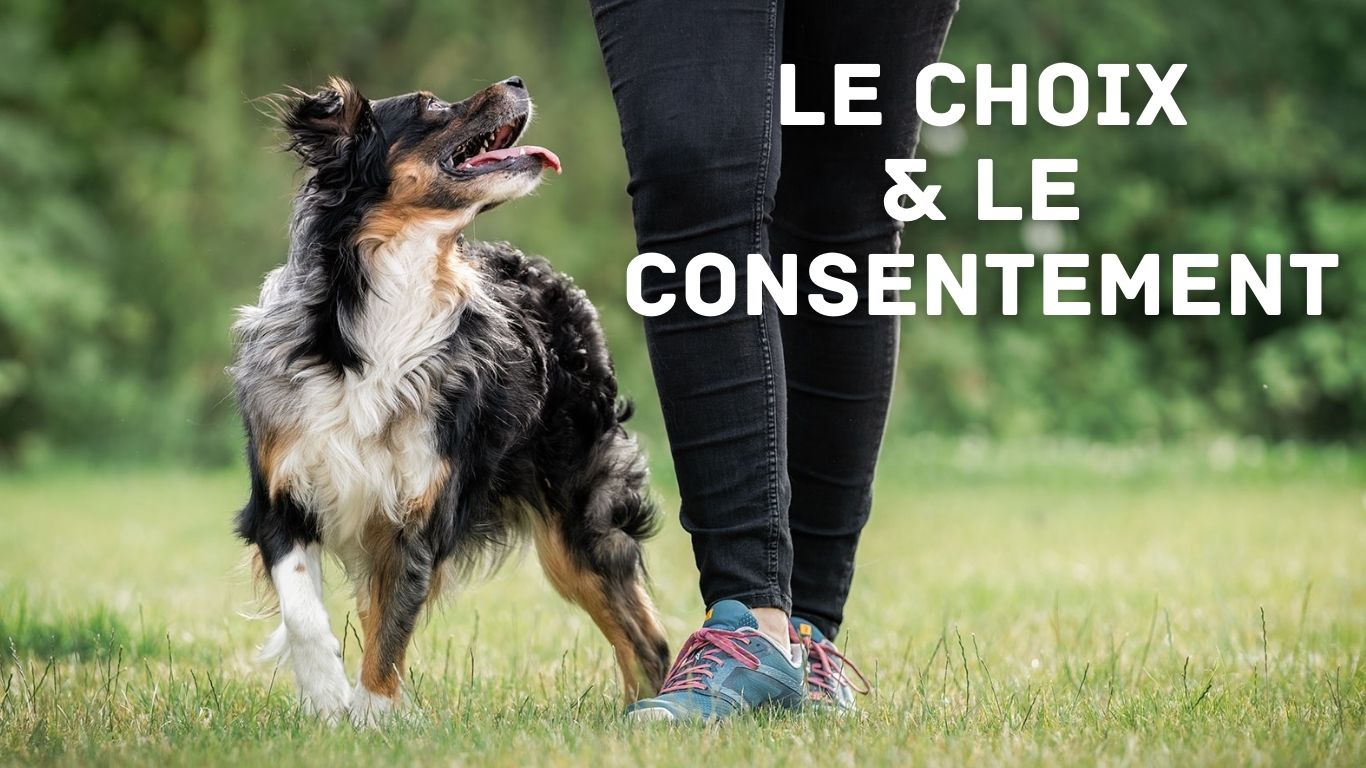 Le choix & le consentement